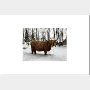 Scottish Highland Cattle Cow 2267 Posters and Art